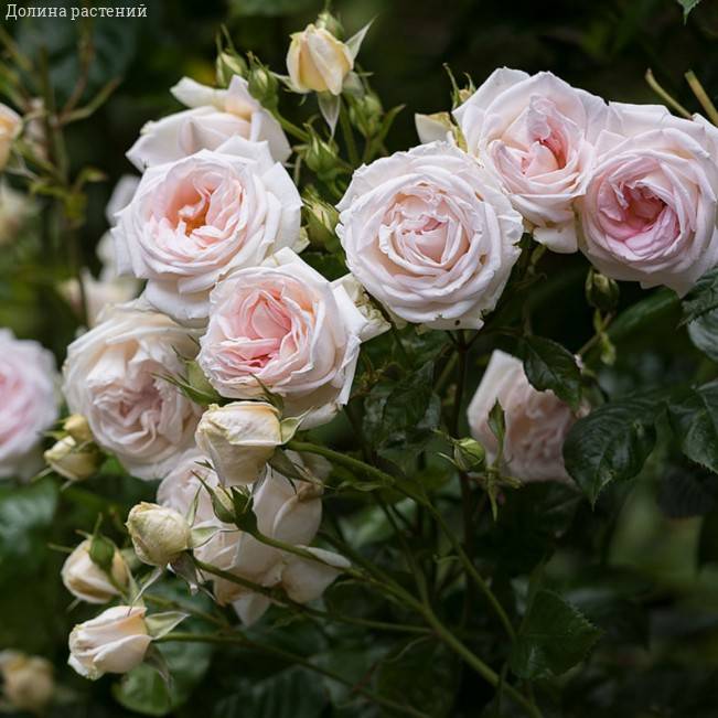 Роза Мадам Анизетт в горшке Роза Мадам Анизетт в горшке - Dolina-Sad.Ru