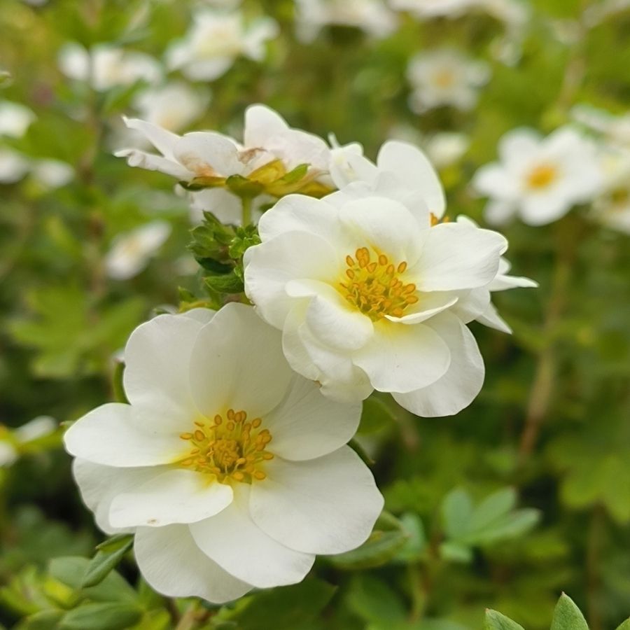 Лапчатка Крем Брюле, С2 Лапчатка Крем Брюле, С2 - Dolina-Sad.Ru