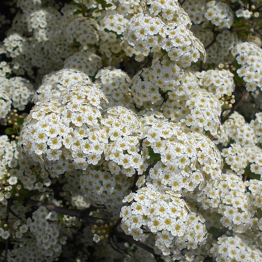 Спирея трехлопастная, С2 - Dolina-Sad.Ru