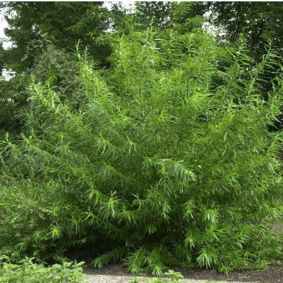 Ива прутовидная, С3 Ива прутовидная, С3 - Dolina-Sad.Ru