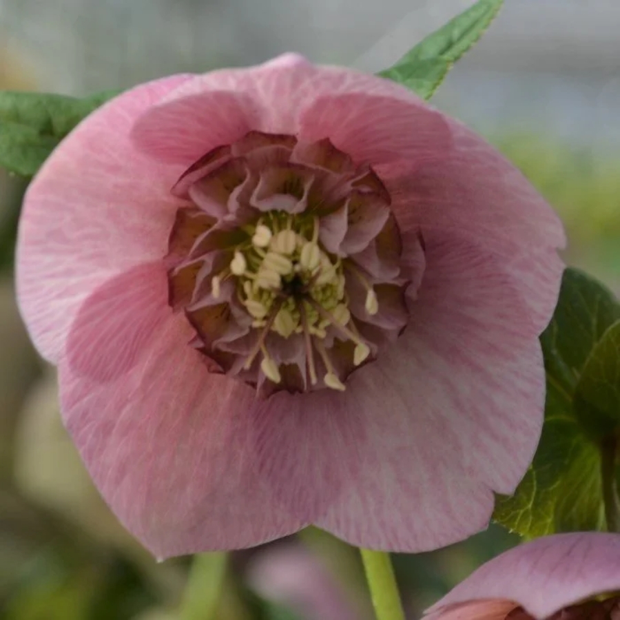 Морозник Анемон Пинк Морозник Анемон Пинк - Dolina-Sad.Ru