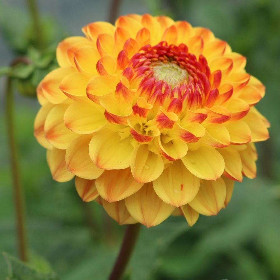 Георгина Санни Бой Георгина Санни Бой - Dolina-Sad.Ru