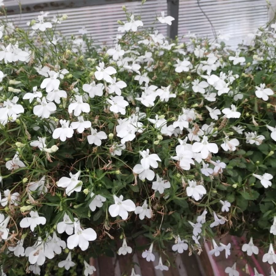 Лобелия Анабель Шоу Вайт - Dolina-Sad.Ru