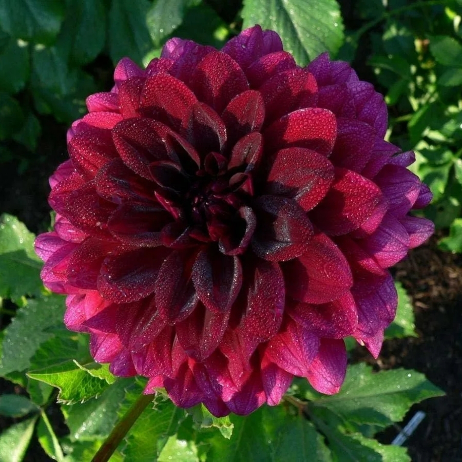 Георгина Вуду Георгина Вуду - Dolina-Sad.Ru