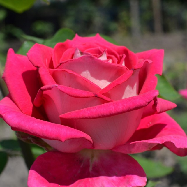 Роза Бабкина в горшке Роза Бабкина в горшке - Dolina-Sad.Ru