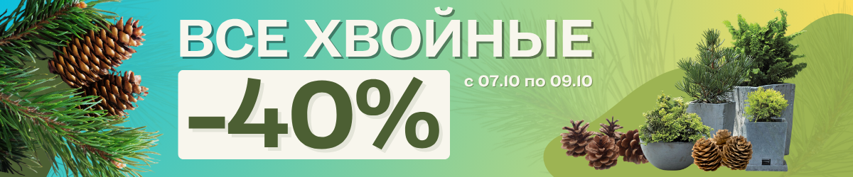 хвойные