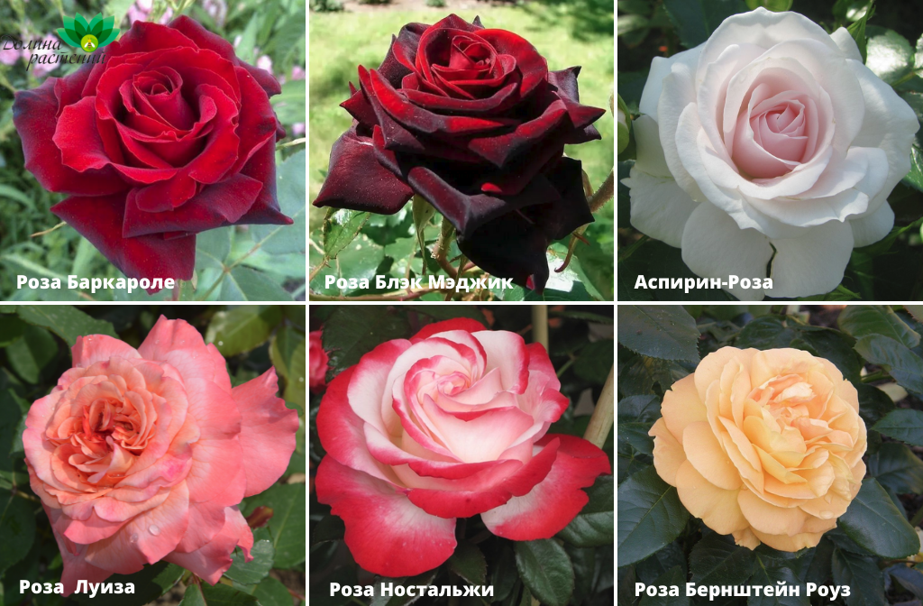 Розы Тантау из Германии с доставкой по России