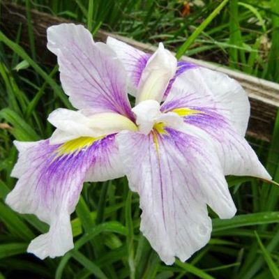 Ирис мечевидный Когешо Ирис мечевидный Когешо - Dolina-Sad.Ru