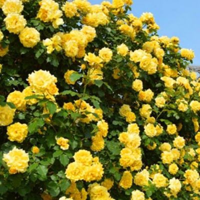 Роза Дукат Роза Дукат - Dolina-Sad.Ru