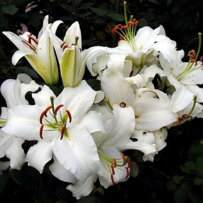 Лилия Сиберия фото