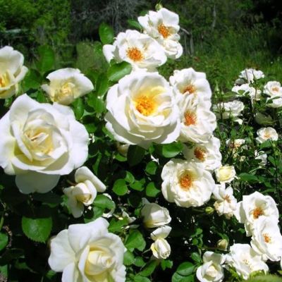 Роза Джей Пи Коннэл Роза Джей Пи Коннэл - Dolina-Sad.Ru