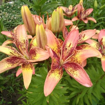 ЛилияТрибал Дэнс ЛилияТрибал Дэнс фото