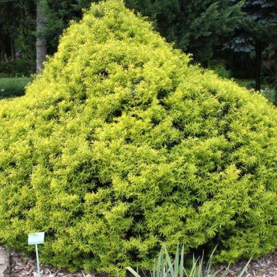 Тис средний Тимон Тис средний Тимон фото