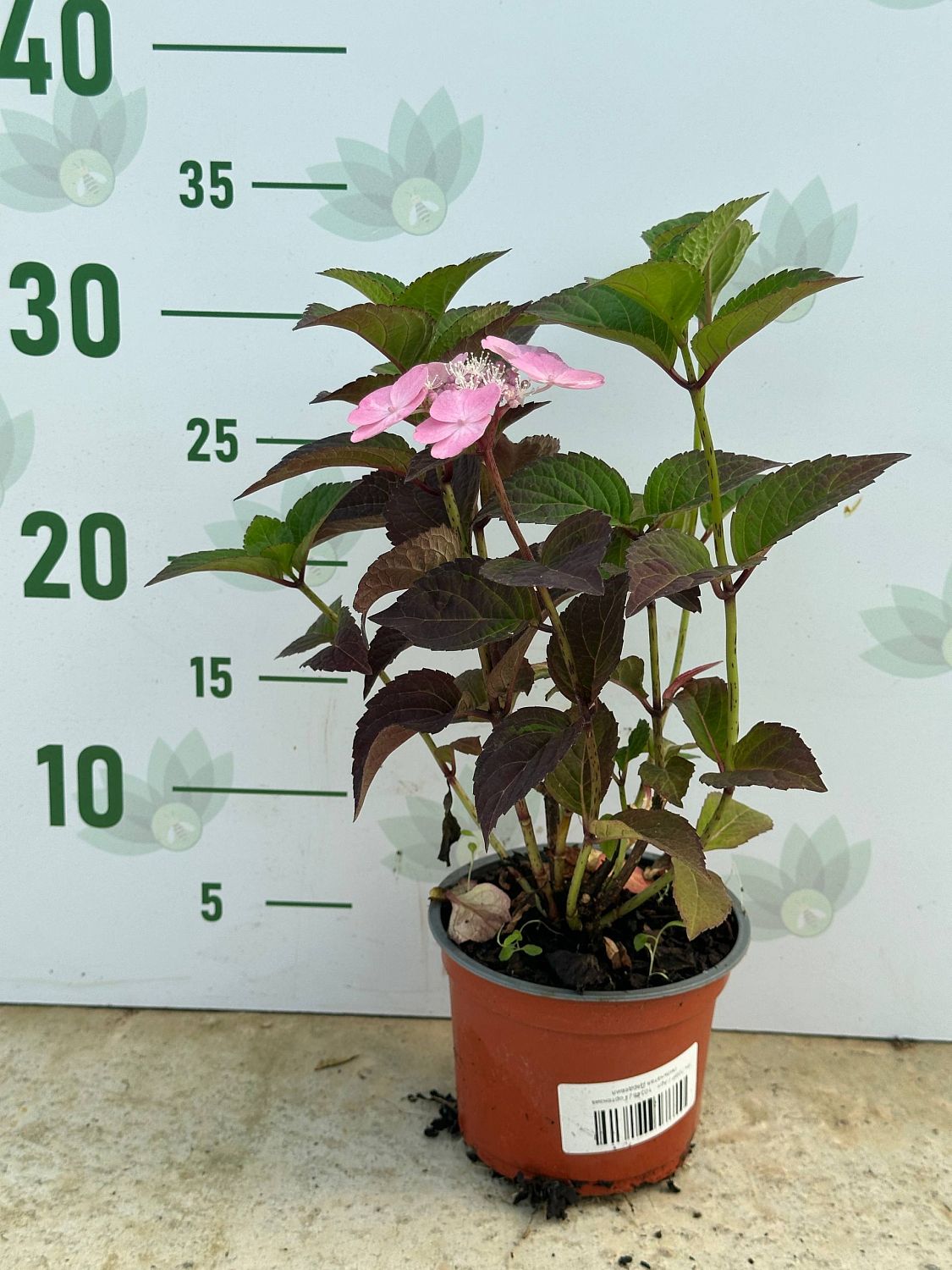 Гортензия пильчатая Дардевил - Dolina-Sad.Ru