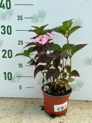 Гортензия пильчатая Дардевил - Dolina-Sad.Ru