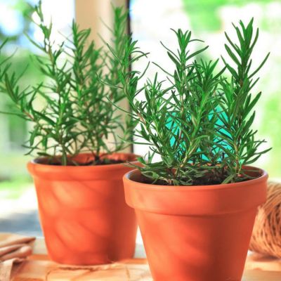 Розмарин Блю Каскад - Dolina-Sad.Ru