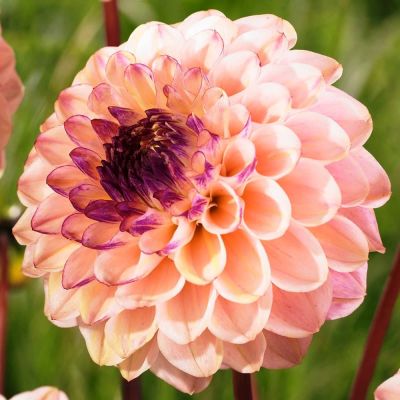 Георгина Вайн Айд Джилл Георгина Вайн Айд Джилл фото