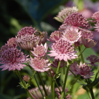 Астранция Рома , x Астранция Рома , x фото