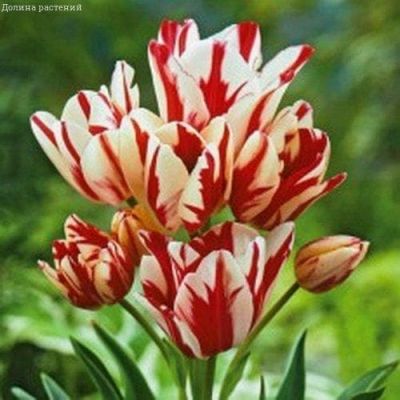 Тюльпан Флеминг Клаб Тюльпан Флеминг Клаб фото