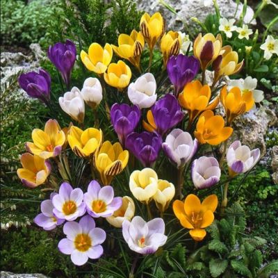 ПОДАРОК Крокусов Смесь (5 шт.) ПОДАРОК Крокусов Смесь (5 шт.) фото