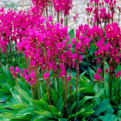 Додекатеон Ред Вингс Додекатеон Ред Вингс - Dolina-Sad.Ru