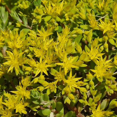 Седум камчатский Седум камчатский фото