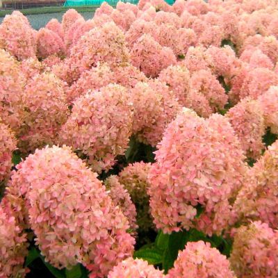 Гортензия метельчатая Мэджикал Кэндл Гортензия метельчатая Мэджикал Кэндл - Dolina-Sad.Ru