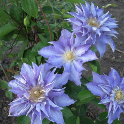 Клематис Тирислунд Клематис Тирислунд фото