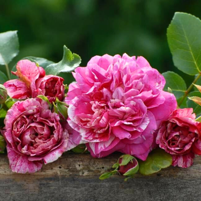 Роза Инес Састр Роза Инес Састр - Dolina-Sad.Ru