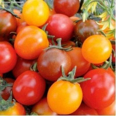 Томат Фруктовый коктейль, автор. Н11 Томат Фруктовый коктейль, автор. Н11 фото