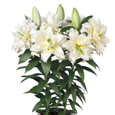 Лилия Роузлили Сита - Dolina-Sad.Ru