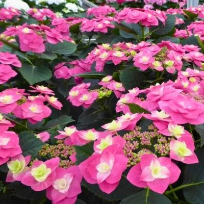 Гортензия крупнолистную Флейм Хот Пинк Гортензия крупнолистную Флейм Хот Пинк - Dolina-Sad.Ru