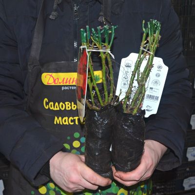 Роза Блек Форест Роуз Роза Блек Форест Роуз - Dolina-Sad.Ru