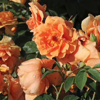 Роза Скайлайн - Dolina-Sad.Ru