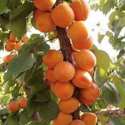 Абрикос Звездный Абрикос Звездный - Dolina-Sad.Ru