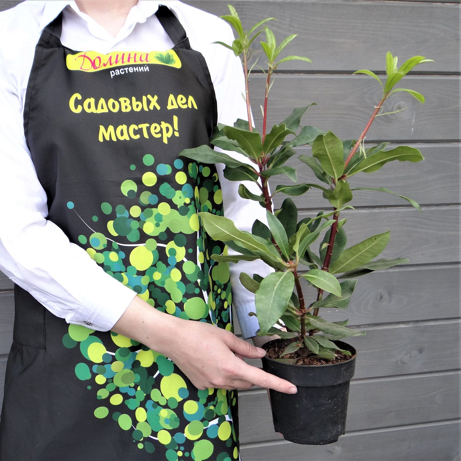 Рододендрон Голдфлиммер Рододендрон Голдфлиммер фото