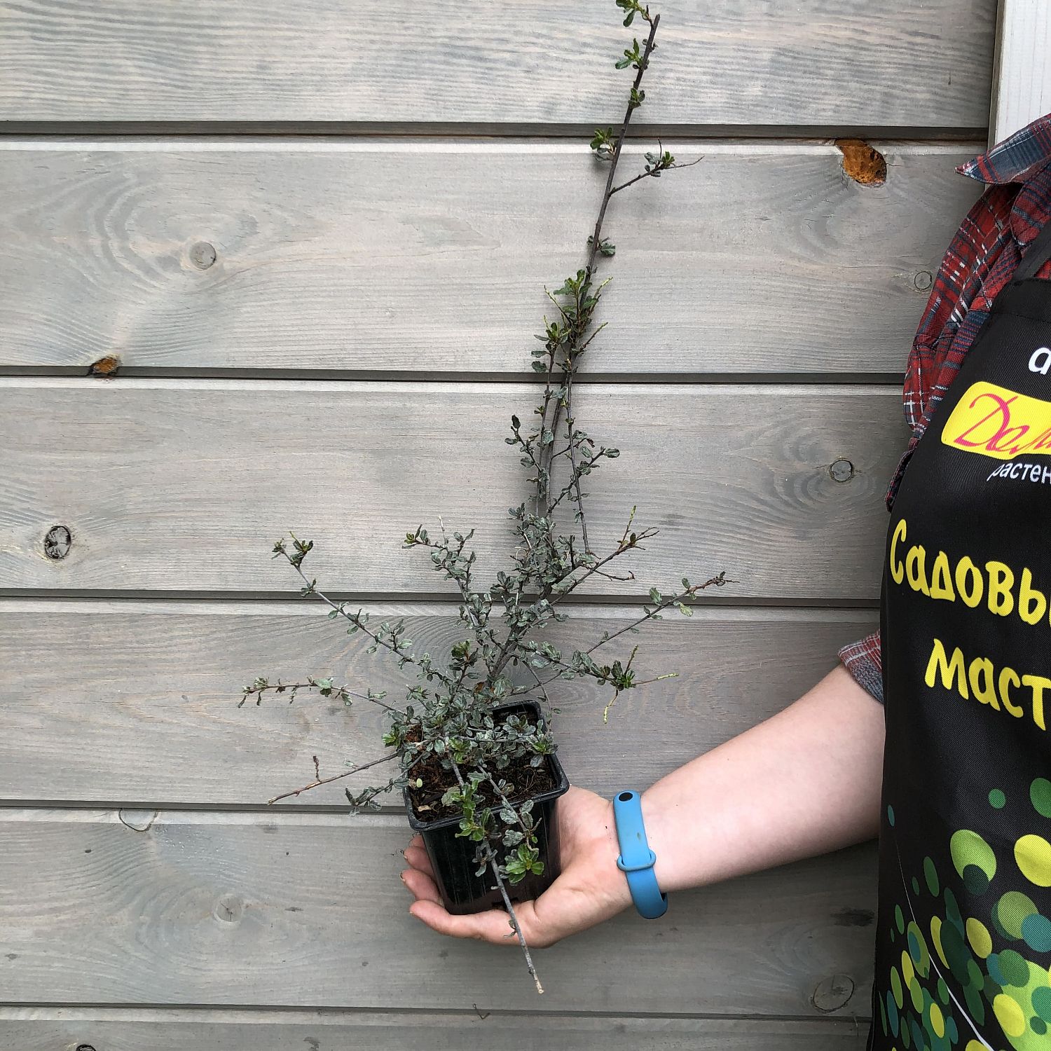 Цеанотус Блю Сапфир Цеанотус Блю Сапфир фото