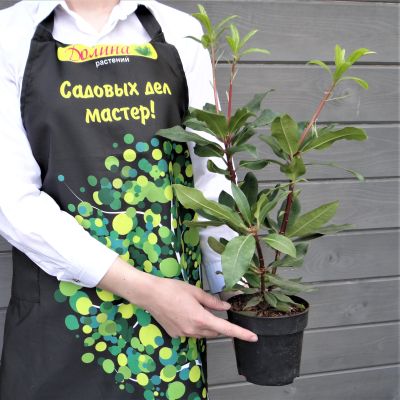 Рододендрон Голдфлиммер Рододендрон Голдфлиммер фото