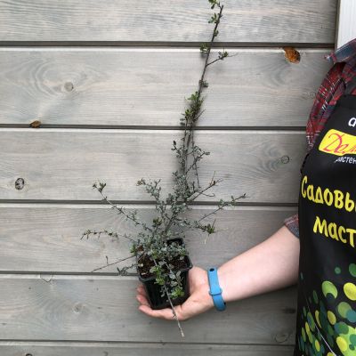 Цеанотус Блю Сапфир Цеанотус Блю Сапфир фото