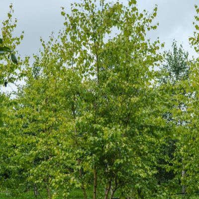 Береза повислая Шневердингер Гольдбирк, С3 - Dolina-Sad.Ru