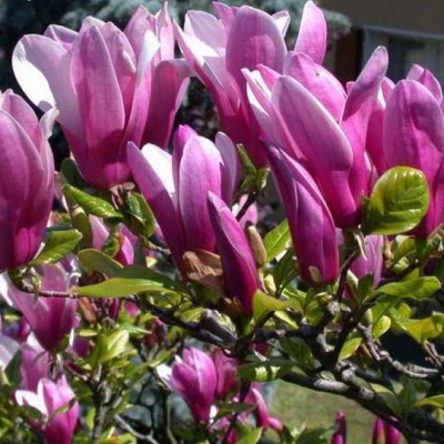 Магнолия Джордж Генри Керн фото