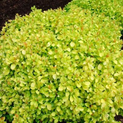 Барбарис Тунберга Лайм Стар Барбарис Тунберга Лайм Стар - Dolina-Sad.Ru