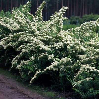 Спирея ниппонская Сноумаунд фото