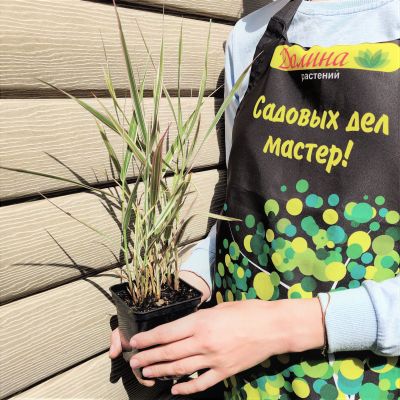 Фалярис тростниковый Вариегата Фалярис тростниковый Вариегата фото