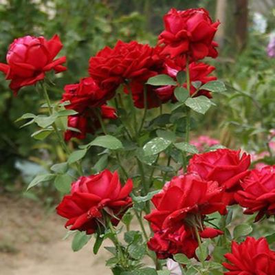 Роза Бургунд, С2 Роза Бургунд, С2 фото