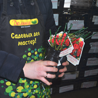 Роза Кримсон Силуэтта Роза Кримсон Силуэтта - Dolina-Sad.Ru