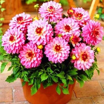 Георгина Сальвадор Георгина Сальвадор фото