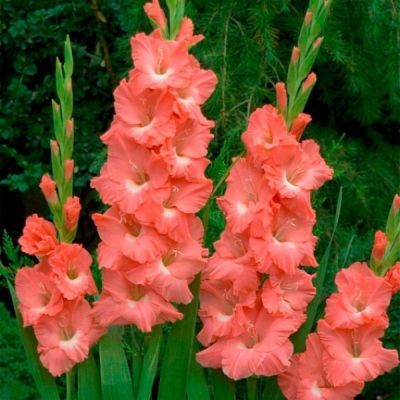 Гладиолус Джессика - Dolina-Sad.Ru