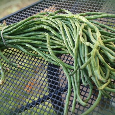 Вигна Графиня фото