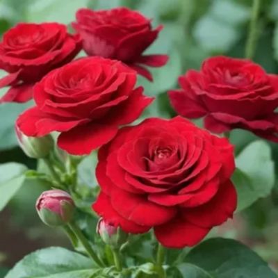 Роза штамбовая Скарлет/Эдельвейс Роза штамбовая Скарлет/Эдельвейс - Dolina-Sad.Ru